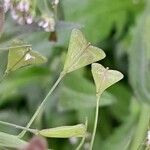 Capsella bursa-pastoris Frutto