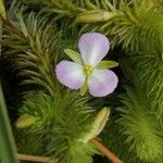 Mayaca fluviatilis Λουλούδι