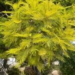 Acacia dealbata葉