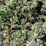 Euphorbia maculata Habitat