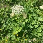 Peucedanum ostruthium Агульны выгляд