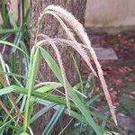 Carex pendula ফুল