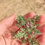 Verbena supina Blomst