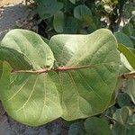 Coccoloba uvifera Yaprak