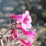 Penstemon parryi Flower