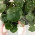 Pilea peperomioides 葉