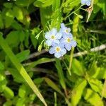 Myosotis scorpioides Flower