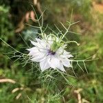 Nigella sativa Flor