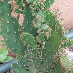 Opuntia maxima Frunză