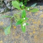 Myosotis sparsiflora Blodyn