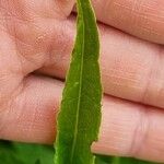 Bistorta officinalis Leaf