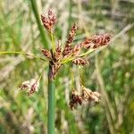 Schoenoplectus californicus Кветка