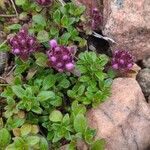 Thymus praecoxFlower