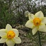 Narcissus × incomparabilis Květ