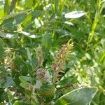 Salix glauca പുഷ്പം