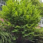 Corylus cornuta Habitatea