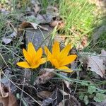 Crocus angustifolius ফুল