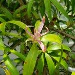 Podocarpus smithii