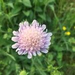 Knautia arvensisFlower