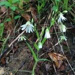 Stellaria holosteaKukka