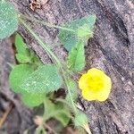 Sida cordata Floare
