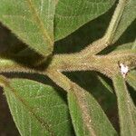 Ocotea helicterifolia Φύλλο