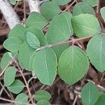 Symphoricarpos orbiculatus Blatt