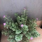 Tradescantia sillamontana पत्ता