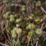 Potentilla verna Sonstige
