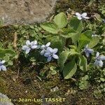 Lobelia pedunculata Flower