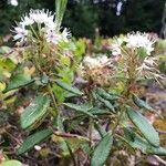 Rhododendron columbianum Flor