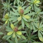 Euphorbia balsamifera Plod