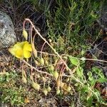 Tuberaria lignosa Ffrwyth