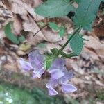Prunella hastifolia Fula