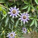 Çarkıfelek, common passion flowerFiore