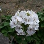 Pelargonium × hybridum Fleur