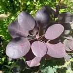 Cotinus coggygriaBlad