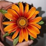 Gazania linearisപുഷ്പം