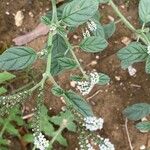 Heliotropium europaeum Flower