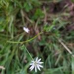 Stellaria gramineaᱵᱟᱦᱟ