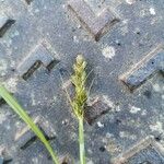 Carex distans 花