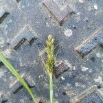 Carex distans Flower