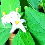 Solanum chenopodioides 花