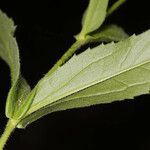 Arnica lanceolata 樹皮