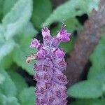 Teucrium hircanicum Flower