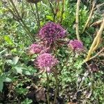 Astrantia majorFlower