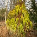 Hesperocyparis macrocarpa Blad