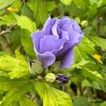 Hibiscus syriacus Cvet