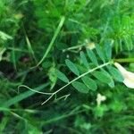 Vicia hybrida Foglia