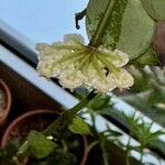 Hoya lacunosa Kwiat